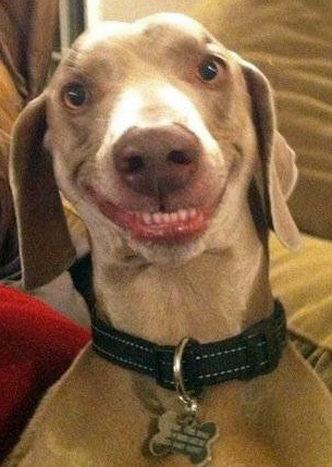 dog with big smile on its face