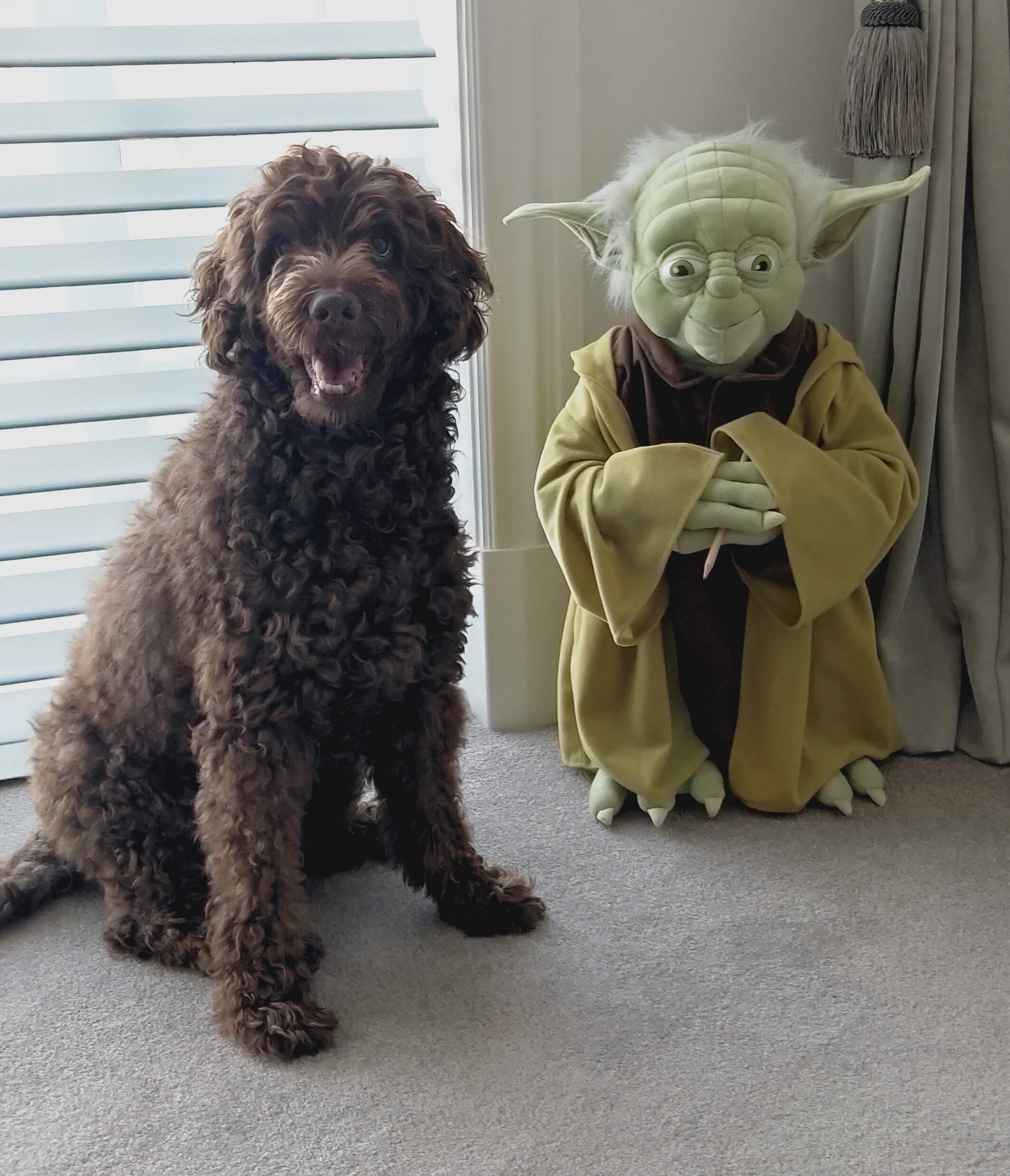 Hugo the dog with Yoda