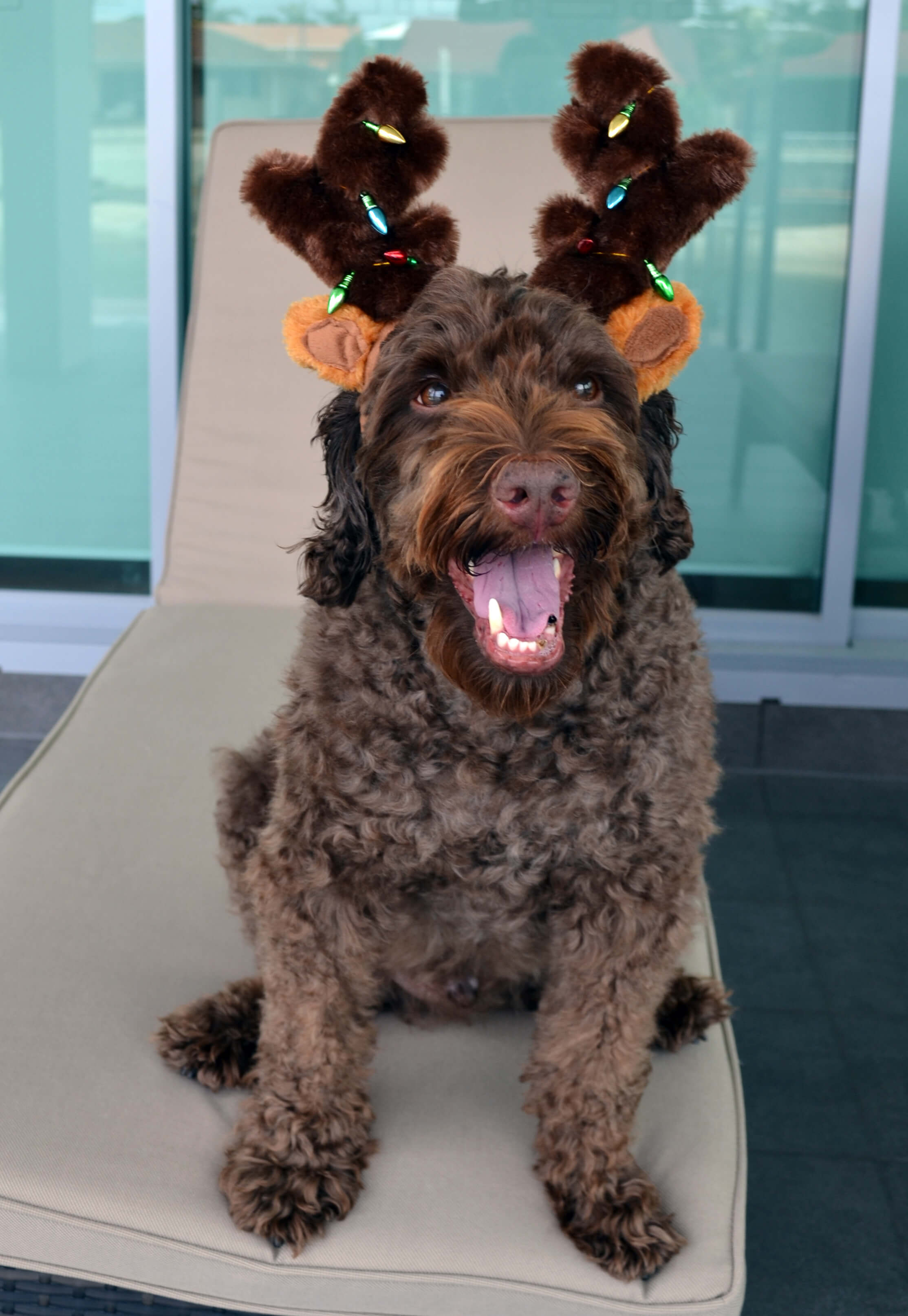 dog dressed as reindeer