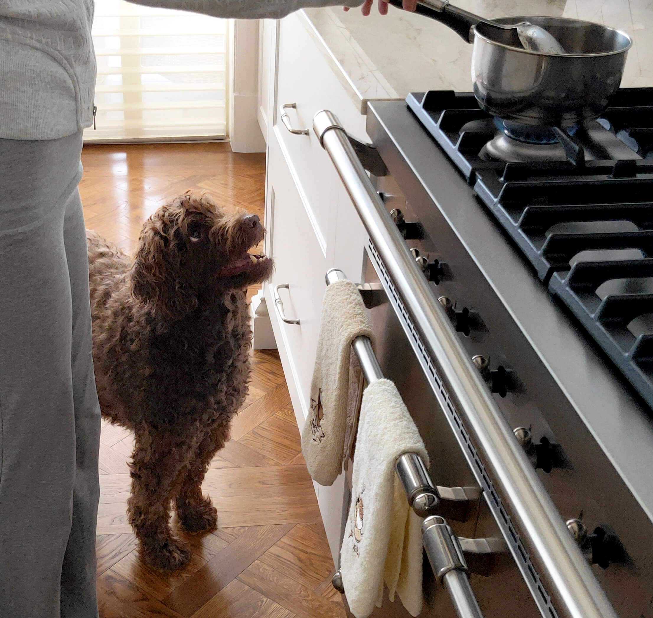 Hugo in kitchen