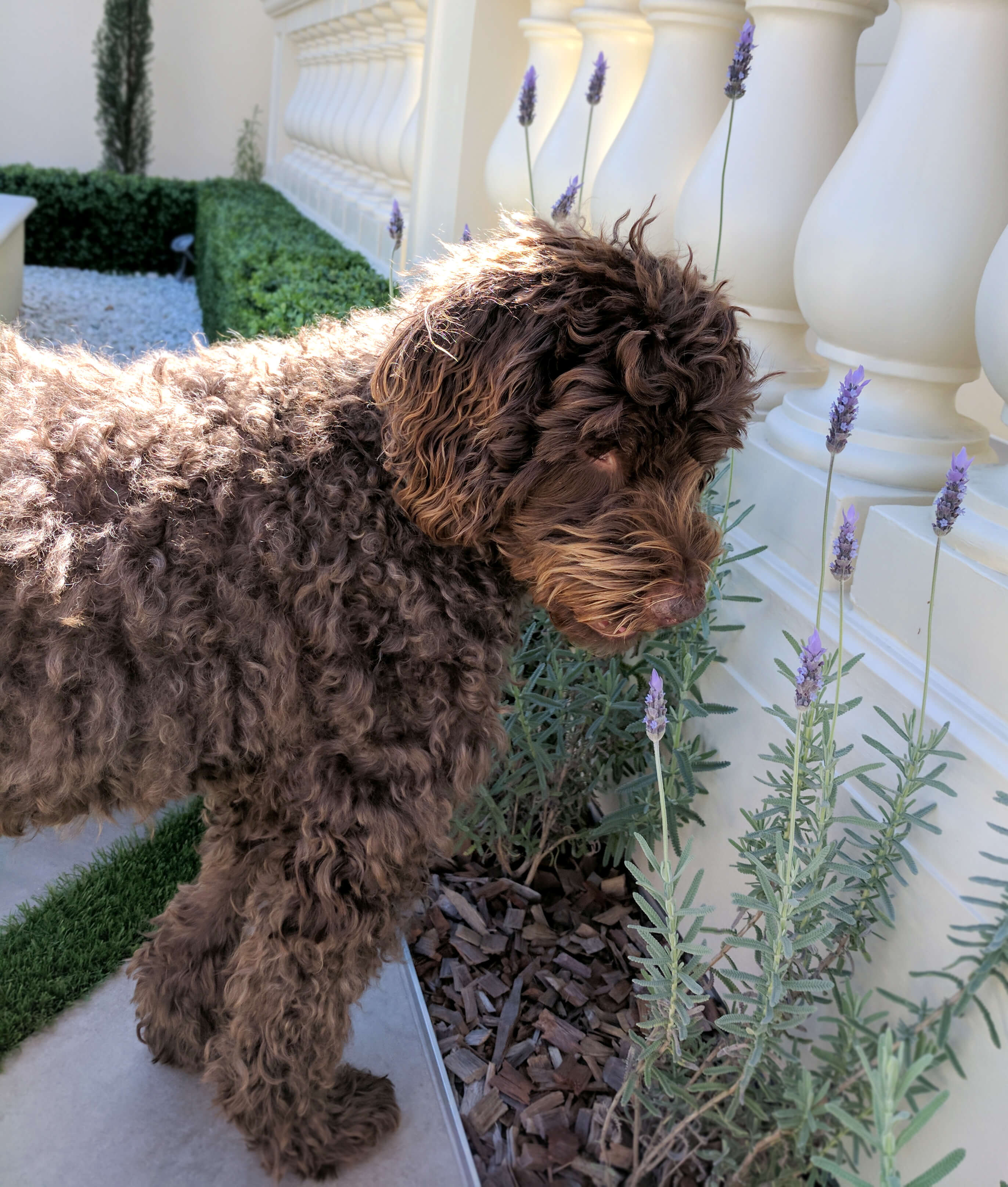 dog smelling flowers